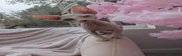 Sphynx cats for sale: 2 sphinx Babies  - Advert 5