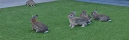 Mixed Breed rabbits for sale:  Gorgeous Bunnies for Sale 5 Male and 1 female. - Advert 6