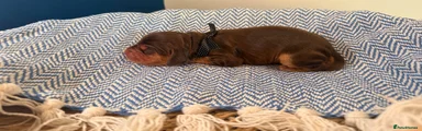 Cocker Spaniel Puppy 4