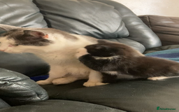 Siamese cats for sale: kittens for sell  - Image 3
