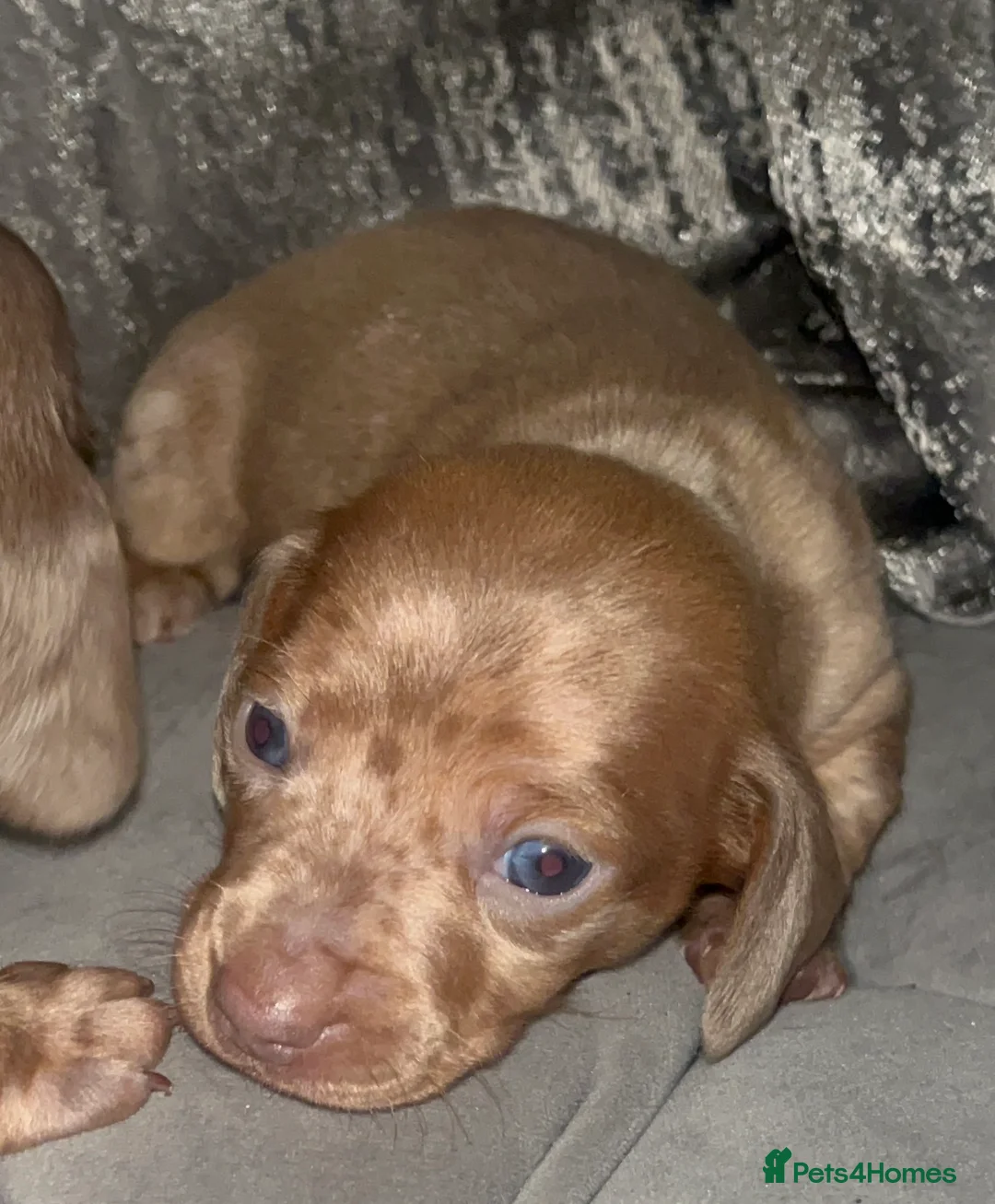 Miniature Dachshund dogs for sale: Kc dapple babies ready  **  weekend  in Leigh - Advert 1