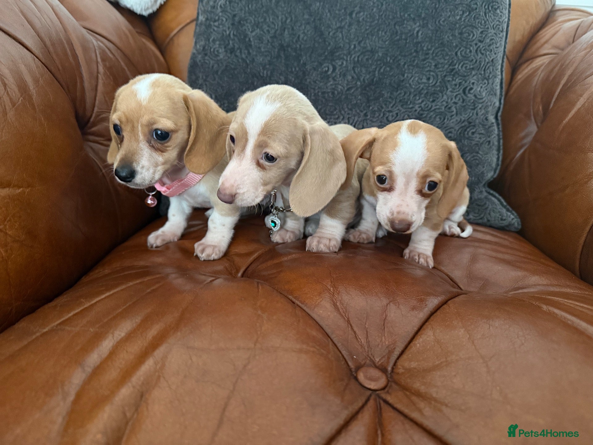 Miniature Dachshund dogs Beautiful Cream Dachshund Pups 5 ⭐ Licensed  - Advert 2