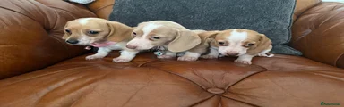 Miniature Dachshund 4