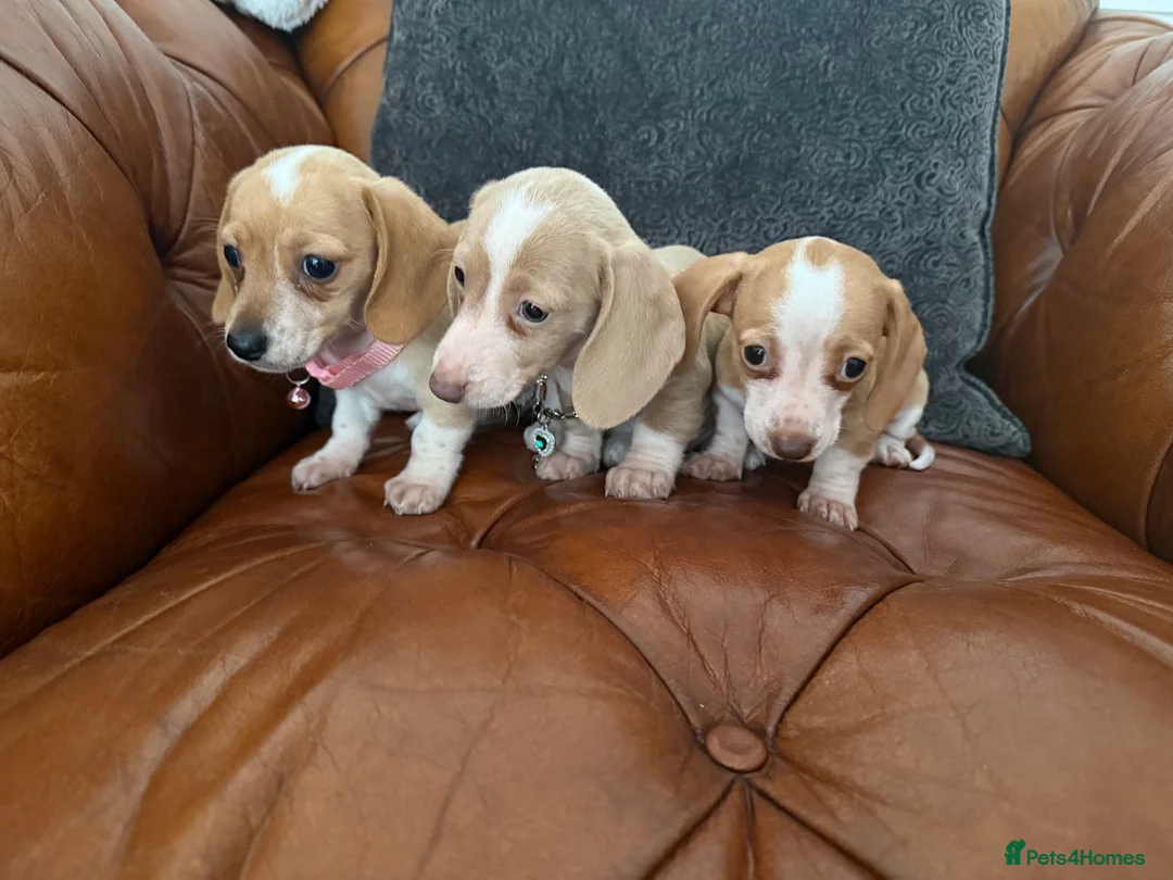 Miniature Dachshund dogs for sale: Beautiful Cream Dachshund Pups 5 ⭐ Licensed  - Advert 2