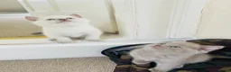 Russian Blue cats for sale: Beautiful Russian Blue/British Shorthair Kittens  in Wimborne - Advert 4