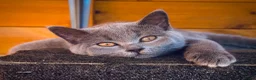 British Shorthair cats for sale: GCCF British shorthair kittens!Ready to collect! - Advert 4