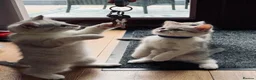 British Shorthair cats for sale: British shorthair kittens - Advert 14