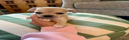 Chihuahua dogs for sale: Chihuahua puppy in Hengoed - Advert 2