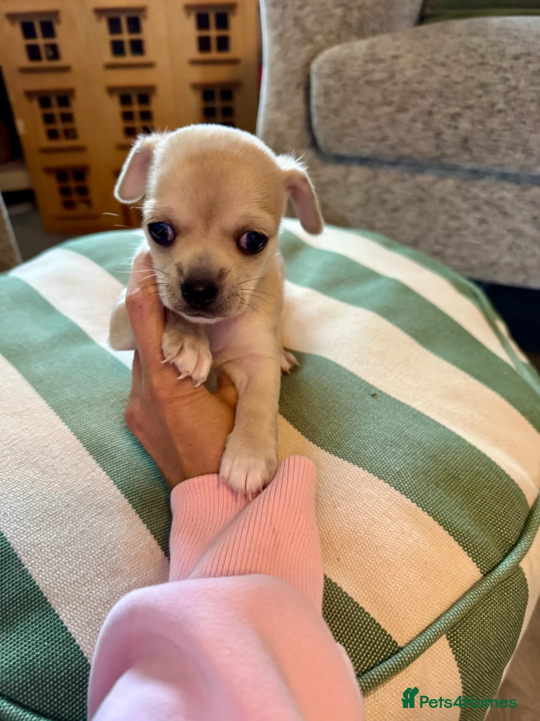 Chihuahua dogs for sale: Chihuahua puppy in Hengoed - Advert 2