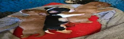 Cavalier King Charles Spaniel dogs for sale: Specialist Tested Cavalier King Charles  - Advert 2