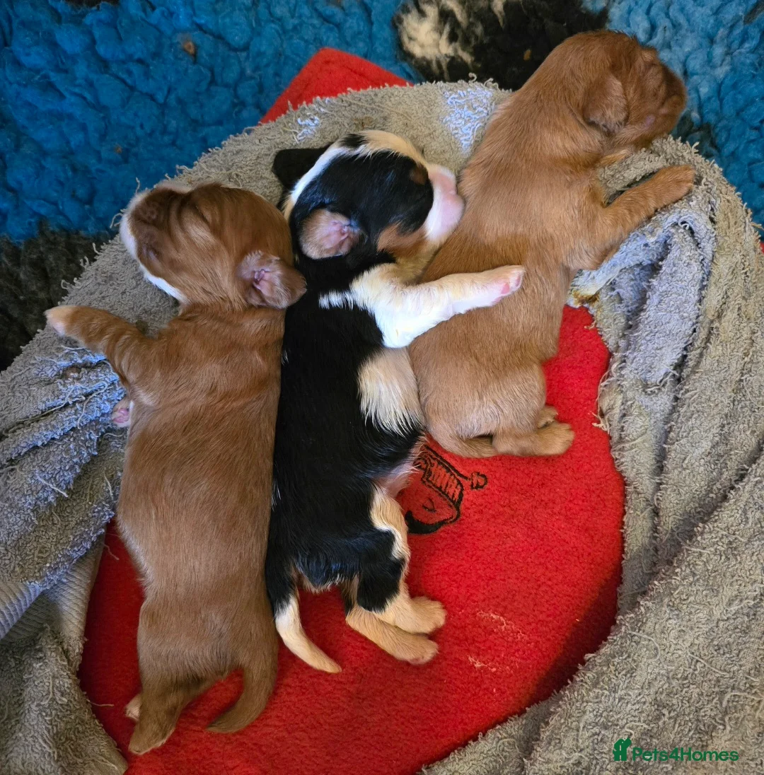 Cavalier King Charles Spaniel dogs for sale: Specialist Tested Cavalier King Charles  - Advert 2