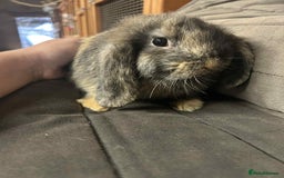 Mini Lop rabbits for sale: Mini Lop Bucks - Image 2