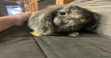 Mini Lop rabbits - Advert 1