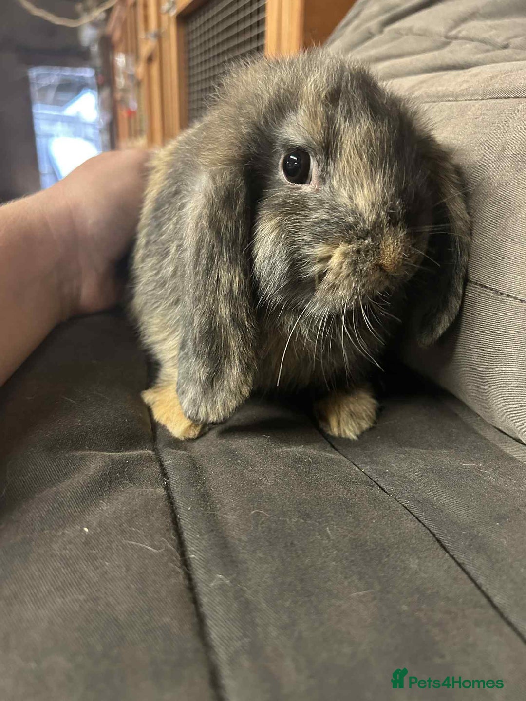 Mini Lop rabbits for sale: Mini Lop Bucks - Image 2