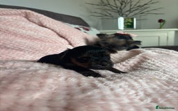 Yorkshire Terrier dogs for sale: Miniature Yorkshire Terrier Puppies  - Image 31