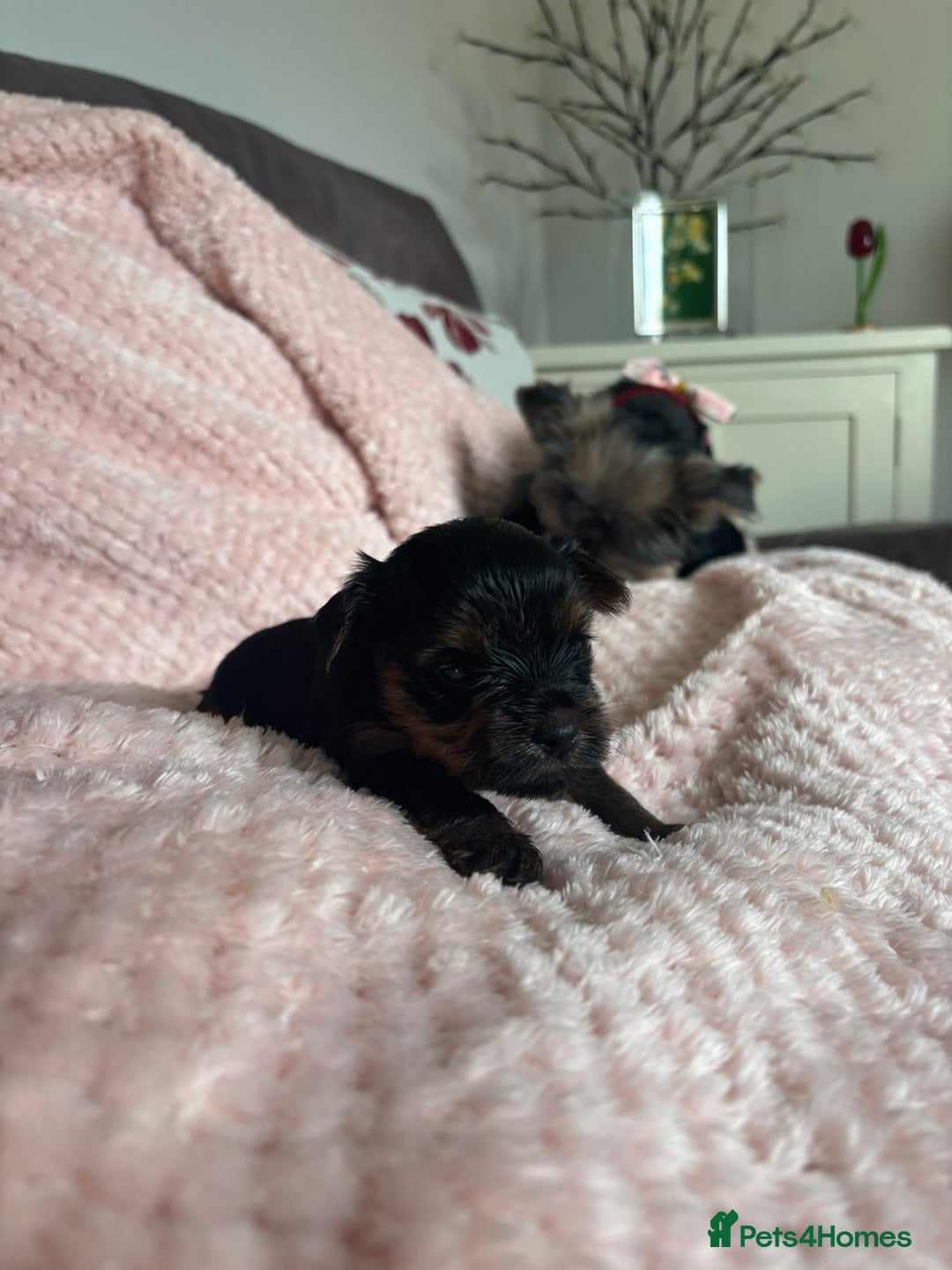 Yorkshire Terrier dogs for sale: Miniature Yorkshire Terrier Puppies  - Image 31