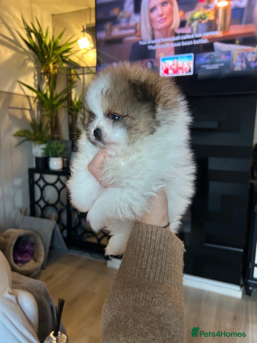 Pomeranian dogs for sale: Unique patterned Pomeranians 🩵🩷 - Image 13