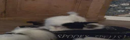 Papillon dogs for sale: !!!Ready 28/08!!! KC Papillon Puppies - Advert 10
