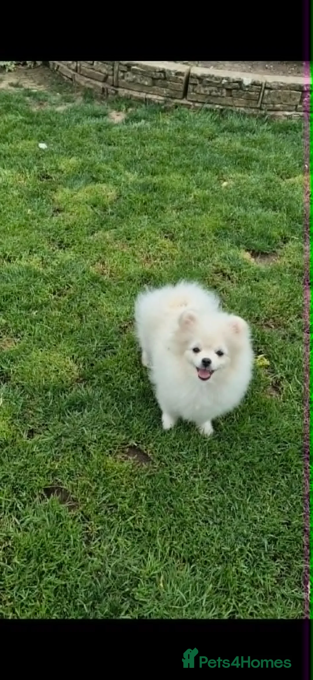 Pomeranian dogs for sale: Quality Chunky Teddy Bear Type Pomeranian Boy - Advert 1