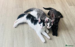 Domestic Shorthair cats for sale: Kittens available for adoption - Image 1