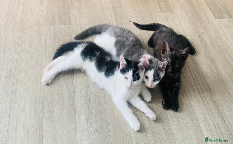 Domestic Shorthair cats - Advert 3