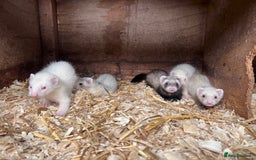 Ferret rodents for sale: Male ferrets born may 25 - Image 8