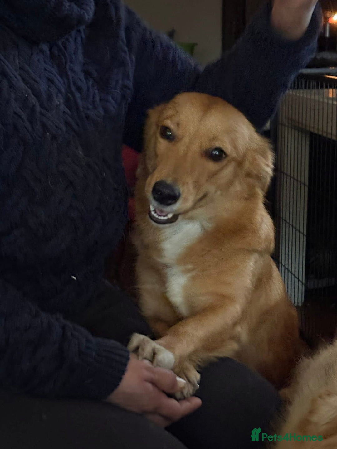 Mixed Breed dogs for adoption: Rose - Norwich Norfolk  - Advert 6