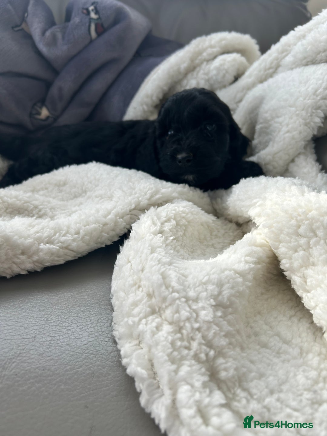 Cockapoo dogs for sale: Stunning coloured cockapoo pups - Image 6