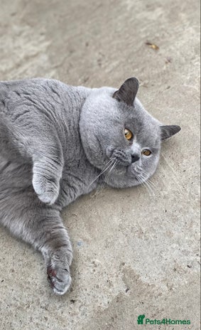 Scottish Fold cats East Midlands Tica Blue British shorthair stud in Derby - Advert 1