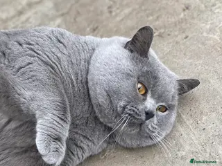 Scottish Fold cats East Midlands Tica Blue British shorthair stud in Derby - Advert 14