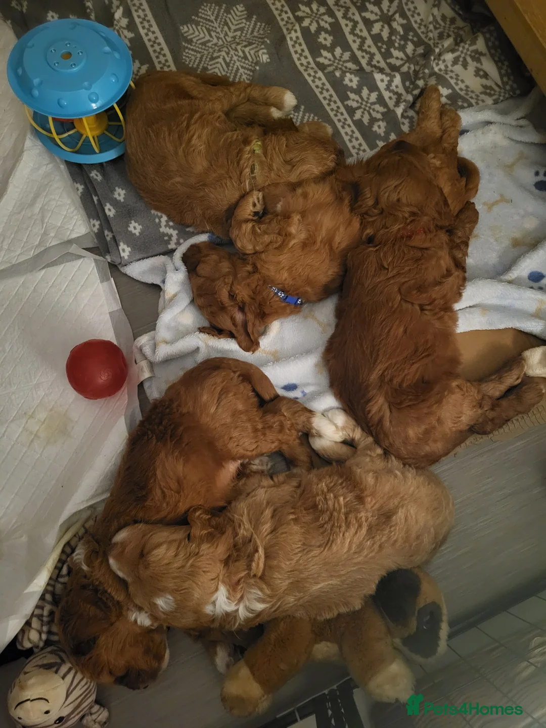 Goldendoodle dogs for sale: Goldendoodle-ONLY THIS BEAUTY LEFT  - Advert 16