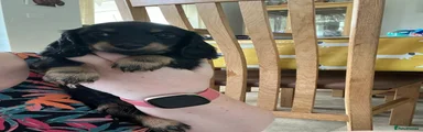 Miniature Dachshund 4
