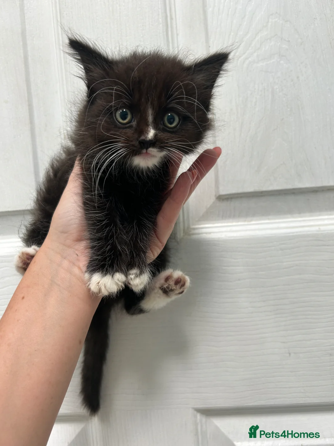 Mixed Breed cats for sale: Fluffiest kitten in Wolverhampton - Advert 1