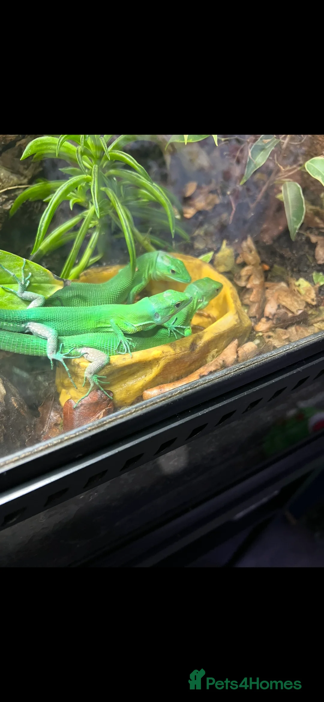 Lizard reptiles for sale: 3 x green keel bellied lizards  - Advert 4