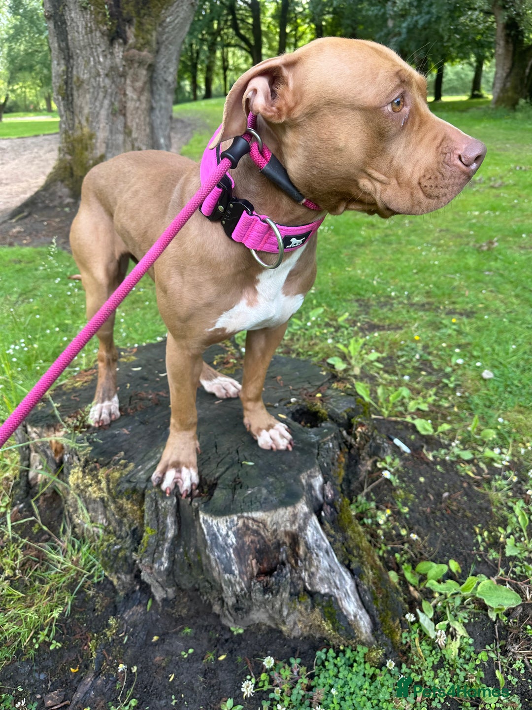 American Bull Staffy dogs for sale: Loving female for adoption  - Advert 17