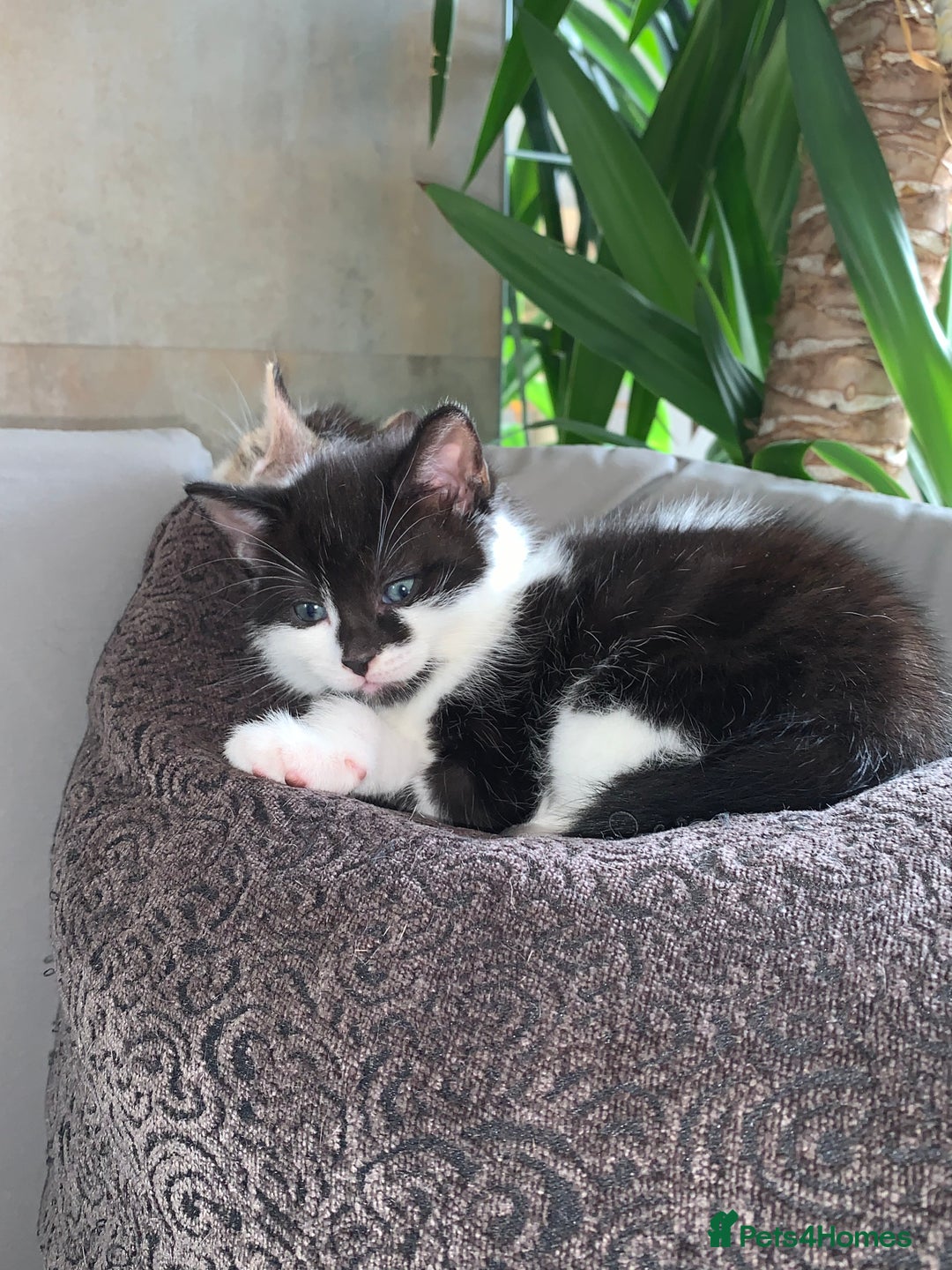 British Shorthair cats for sale: Gorgeous Kittens  - Image 17