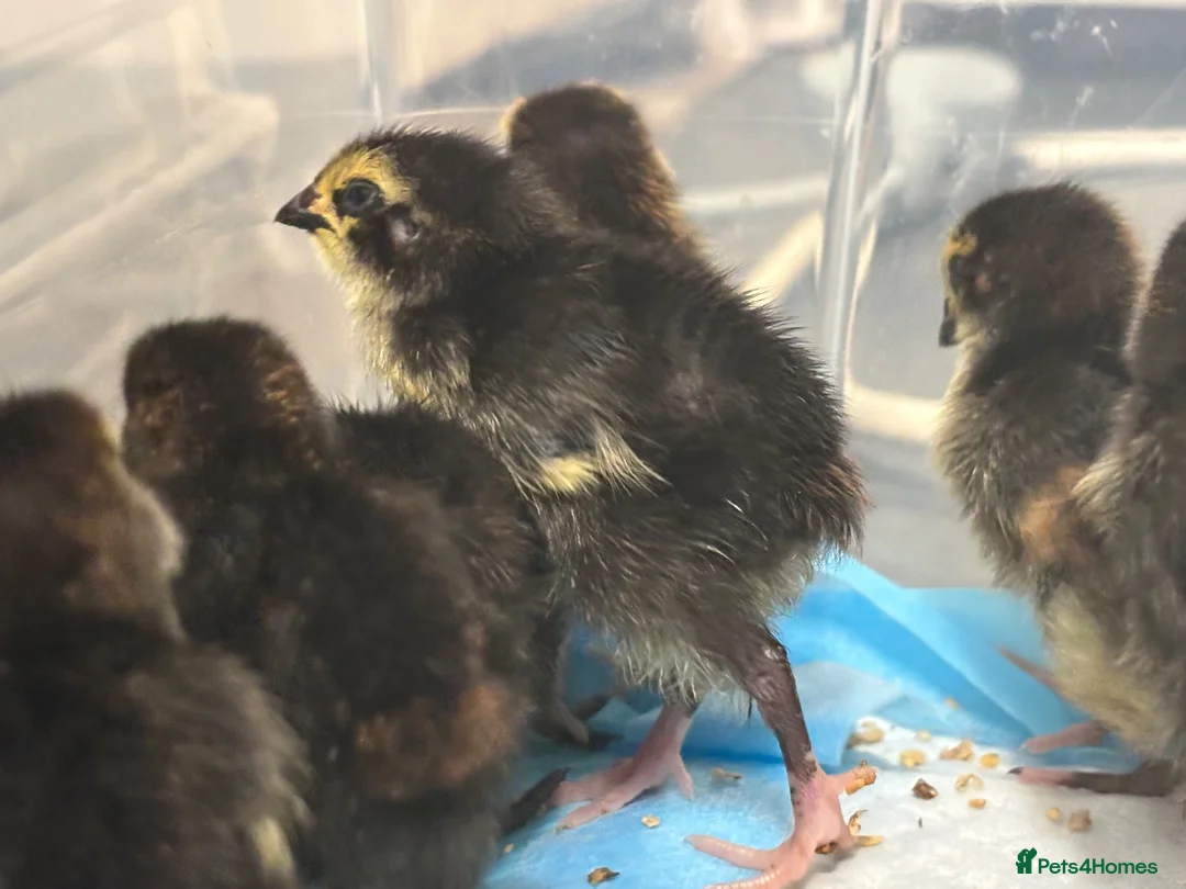 Quail poultry for sale: Coturnix quail chicks  - Advert 8