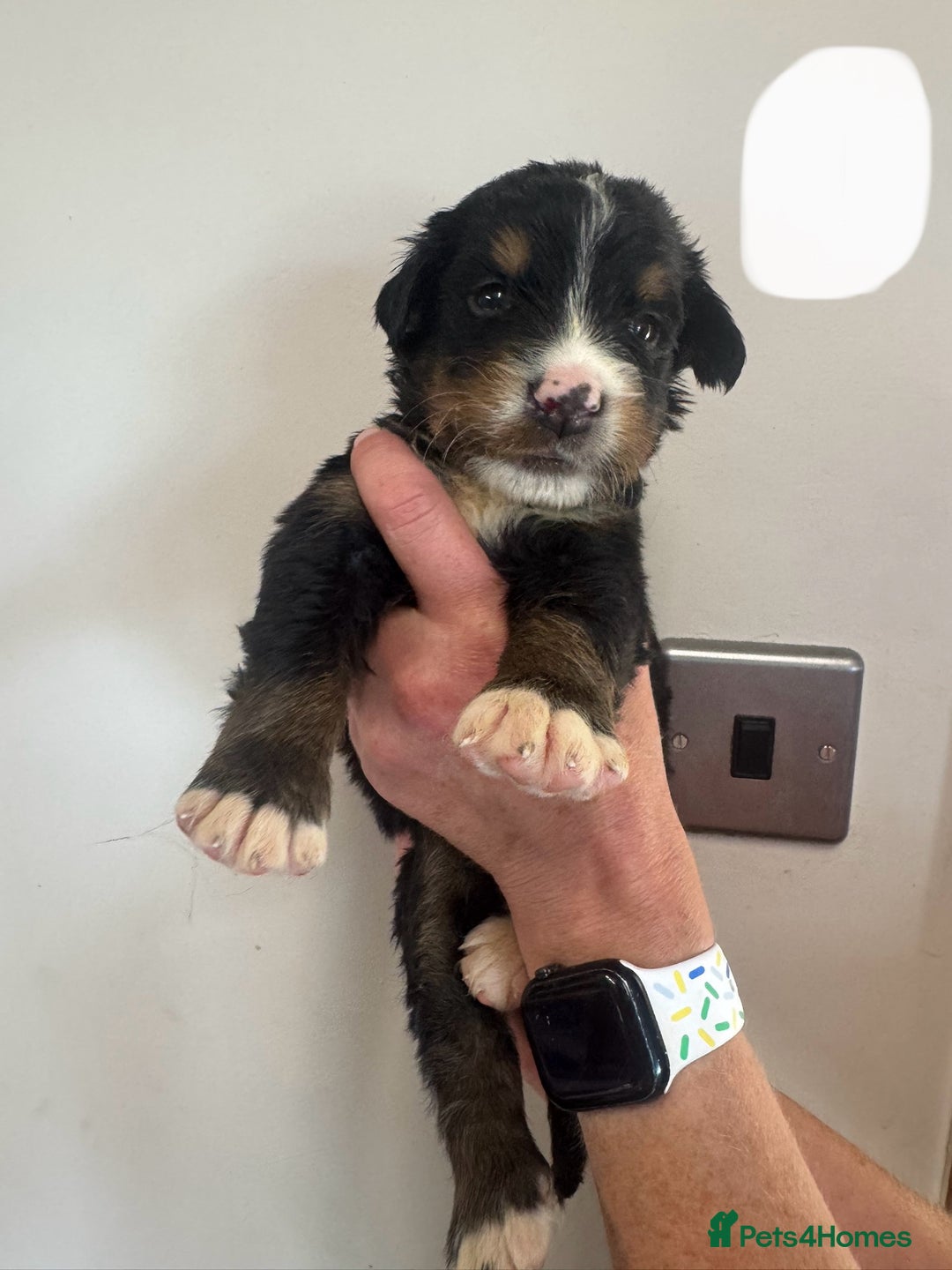 Mixed Breed dogs for sale: Labernese x Bernese mountain dog puppies  - Image 13