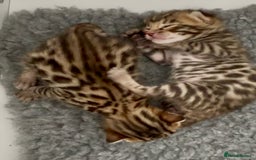 Bengal cats for sale: Exceptional show quality Brown TICA registered 🥰 - Image 23