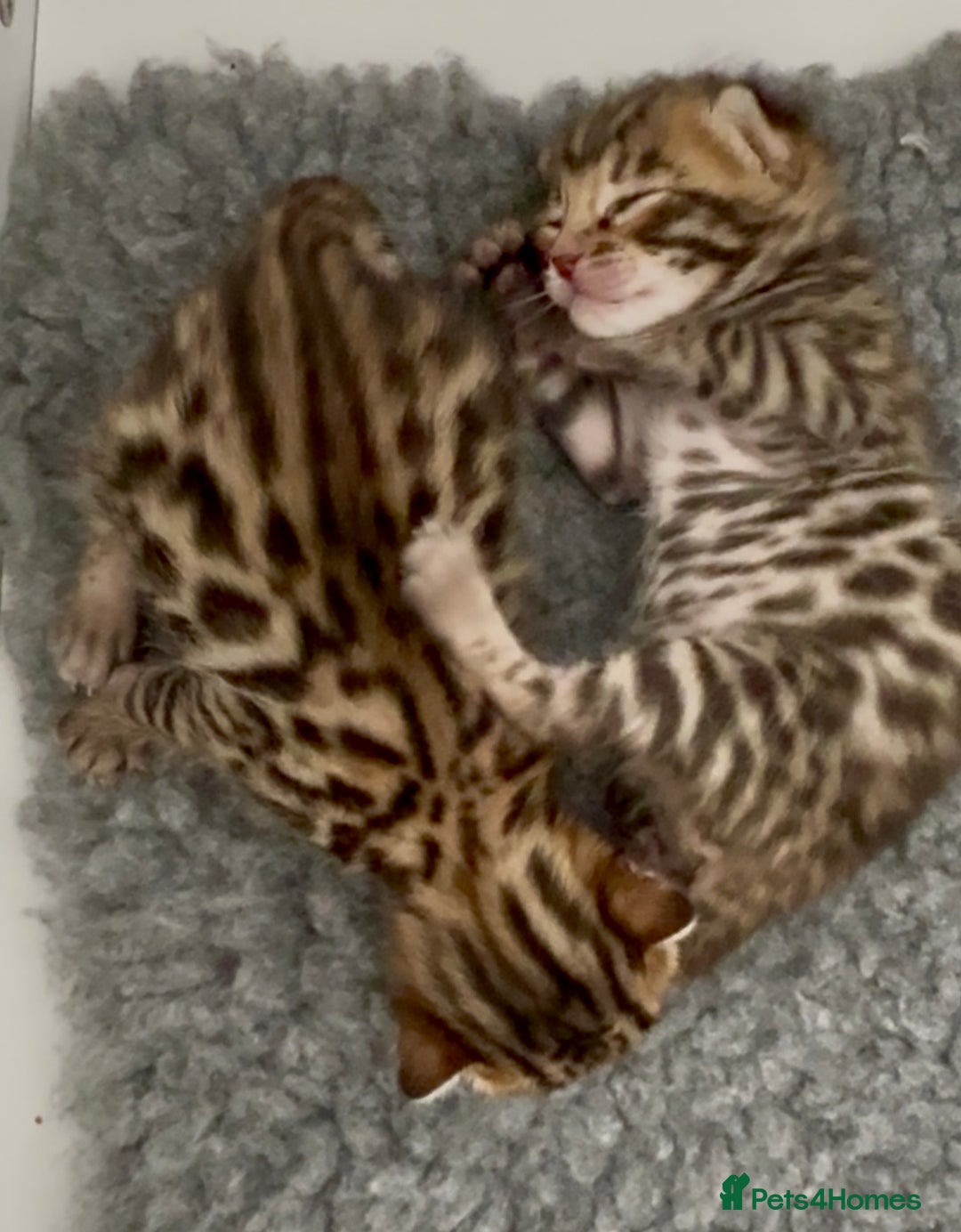 Bengal cats for sale: Exceptional show quality Brown TICA registered 🥰 - Image 23