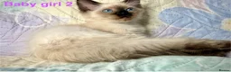 Ragdoll cats for sale: Socialised Baby Ragdoll Kittens ready now  - Advert 11