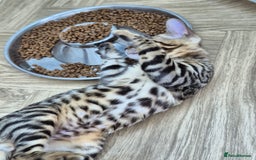 Bengal cats for sale: Bengal boy - Image 16