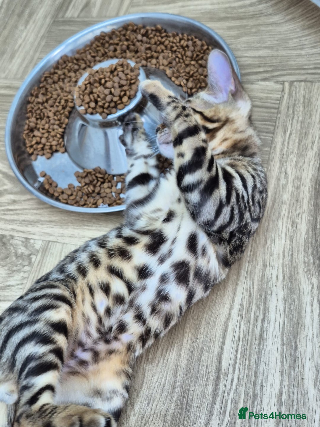 Bengal cats for sale: Bengal boy - Image 16