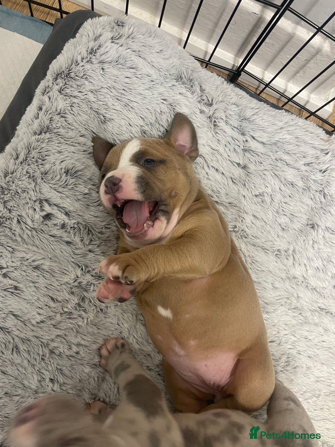 American Bully dogs for sale: ABKC registered Pocket bully/American bully   - Advert 5