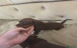 Miniature Dachshund dogs for sale: Mini Dachshund - Image 9