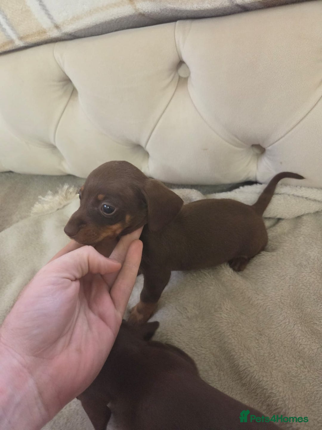 Miniature Dachshund dogs for sale: Mini Dachshund - Image 9