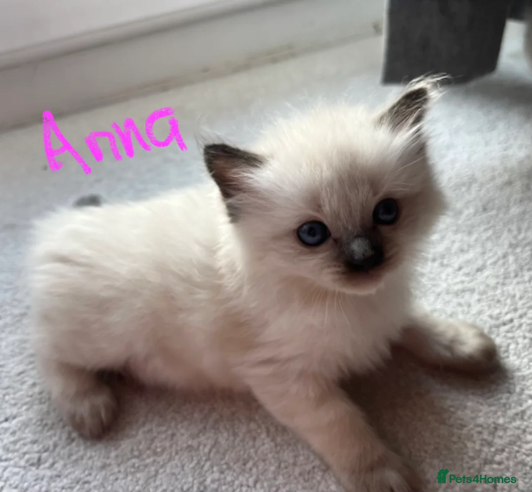 Ragdoll cats for sale: Pure ragdoll GCCF mom’s kittens for sale - Advert 24