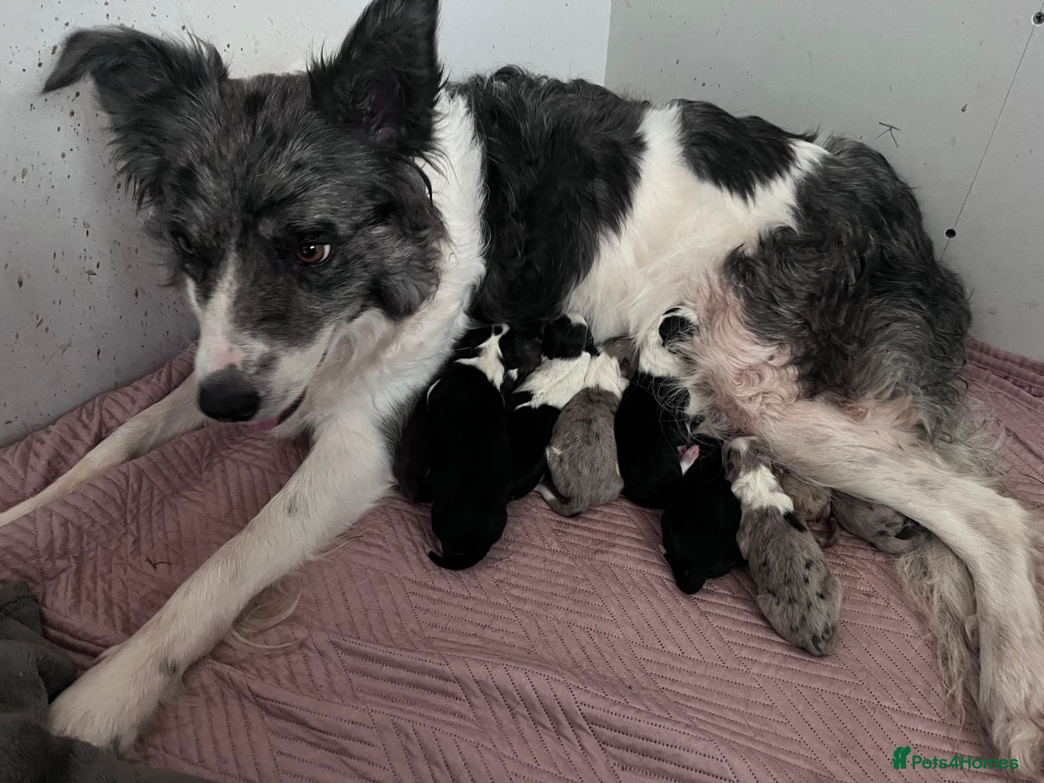Border Collie dogs Border Collie Pups - Advert 2