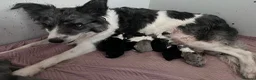 Border Collie dogs for sale: Border Collie Pups - Advert 1