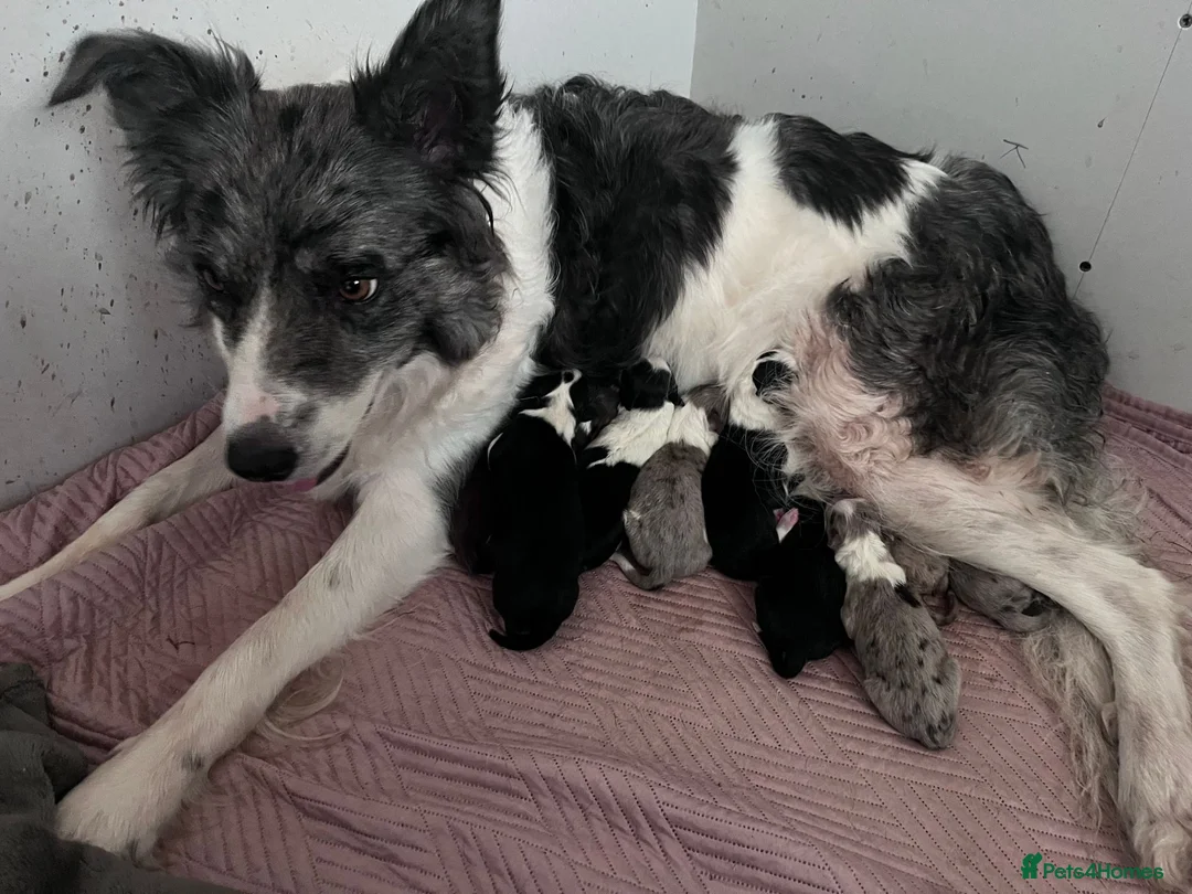 Border Collie dogs for sale: Border Collie Pups - Advert 1